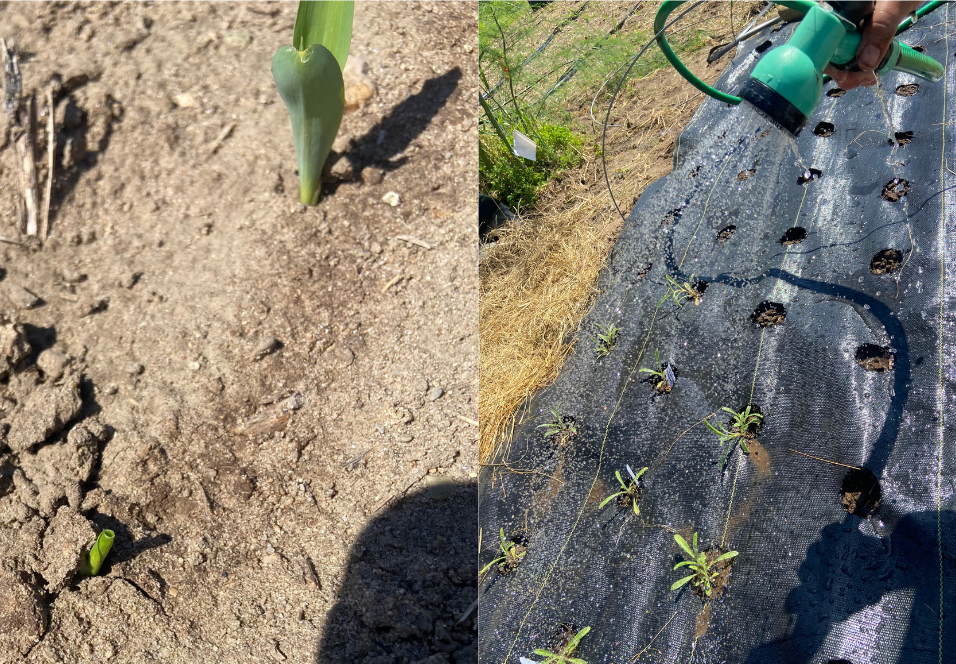 Side-by-side photos illustrating irrigation at crop establishment. The left image shows water applied to soil around an emerging seedling to aid germination and emergence, while the right image shows water being applied over a weed barrier fabric to help incorporate water and support young transplants growing through planting holes.